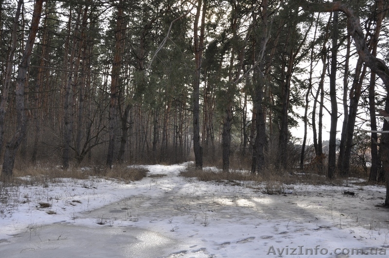 Участки в хвойном и дубовом лесу в Орловщине Новомосковского района - <ro>Изображение</ro><ru>Изображение</ru> #5, <ru>Объявление</ru> #1373372