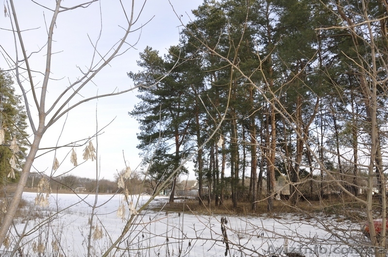 Участки в хвойном и дубовом лесу в Орловщине Новомосковского района - <ro>Изображение</ro><ru>Изображение</ru> #8, <ru>Объявление</ru> #1373372