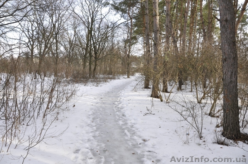 Участки в хвойном и дубовом лесу в Орловщине Новомосковского района - <ro>Изображение</ro><ru>Изображение</ru> #9, <ru>Объявление</ru> #1373372