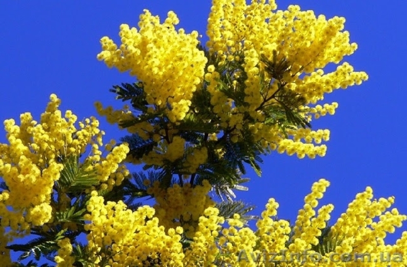 Мимоза. Днепропетровск. - <ro>Изображение</ro><ru>Изображение</ru> #3, <ru>Объявление</ru> #1389204