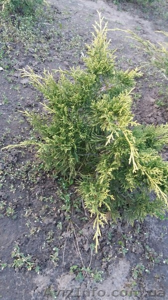 Можевельник вергинский - <ro>Изображение</ro><ru>Изображение</ru> #4, <ru>Объявление</ru> #1403678
