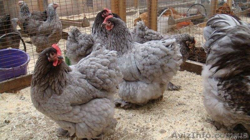 Продам породистых петухов; брама светлая и куропатчатая, кокинхин, орпингтон  - <ro>Изображение</ro><ru>Изображение</ru> #3, <ru>Объявление</ru> #1419020