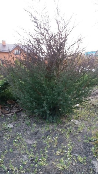 Можевельник вергинский - <ro>Изображение</ro><ru>Изображение</ru> #5, <ru>Объявление</ru> #1403678