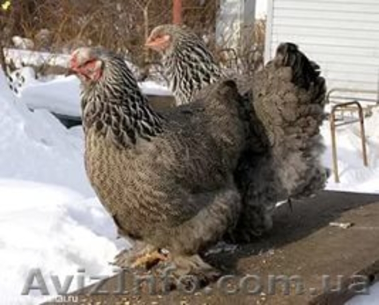 Продам петухов; брама светлая и куропатчатая, кокинхин  голубой, орпингтон палев - <ro>Изображение</ro><ru>Изображение</ru> #7, <ru>Объявление</ru> #1418357