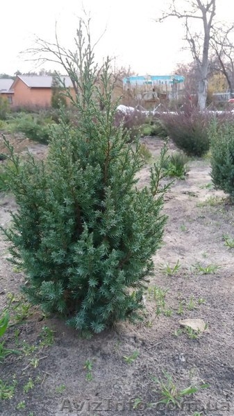 Можевельник вергинский - <ro>Изображение</ro><ru>Изображение</ru> #3, <ru>Объявление</ru> #1403678