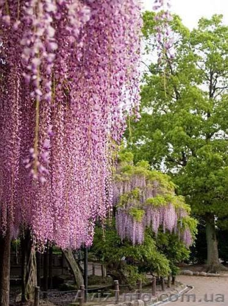 Саженцы Глицении морозоустойчивой почтой в любой город Украины - <ro>Изображение</ro><ru>Изображение</ru> #3, <ru>Объявление</ru> #1441773