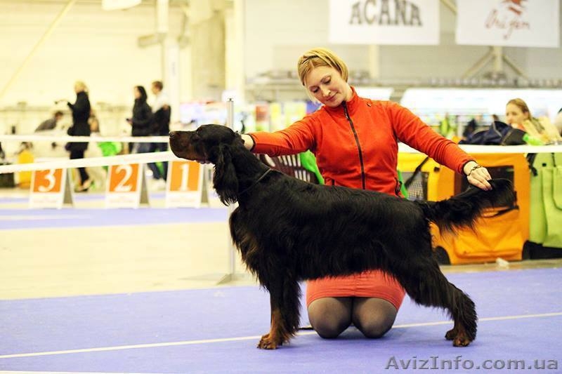 Щенки. Шотландский сеттер (гордон сеттер) - <ro>Изображение</ro><ru>Изображение</ru> #4, <ru>Объявление</ru> #1440327