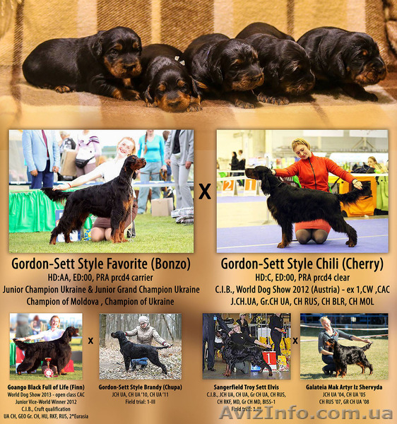 Щенки. Шотландский сеттер (гордон сеттер) - <ro>Изображение</ro><ru>Изображение</ru> #3, <ru>Объявление</ru> #1440327