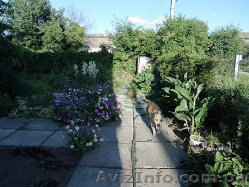 Просторный Дом на берегу Днепра - <ro>Изображение</ro><ru>Изображение</ru> #5, <ru>Объявление</ru> #1447212