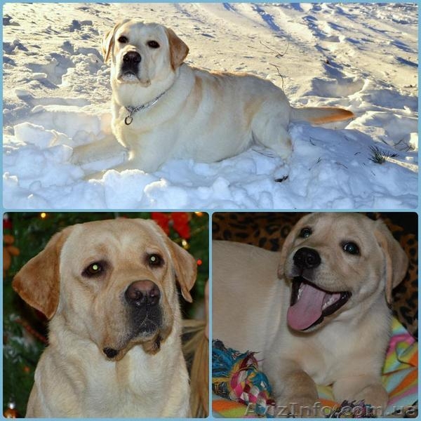 Изумительные Лабрадетки от прекрасной пары! Палевые, Золотые и Чёрные! - <ro>Изображение</ro><ru>Изображение</ru> #3, <ru>Объявление</ru> #1447967