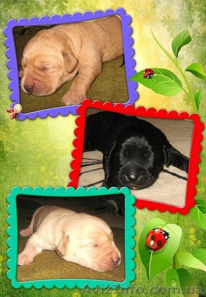 Изумительные Лабрадетки от прекрасной пары! Палевые, Золотые и Чёрные! - <ro>Изображение</ro><ru>Изображение</ru> #4, <ru>Объявление</ru> #1447967