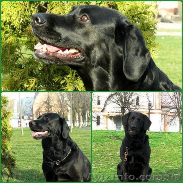 Изумительные Лабрадетки от прекрасной пары! Палевые, Золотые и Чёрные! - <ro>Изображение</ro><ru>Изображение</ru> #5, <ru>Объявление</ru> #1447967
