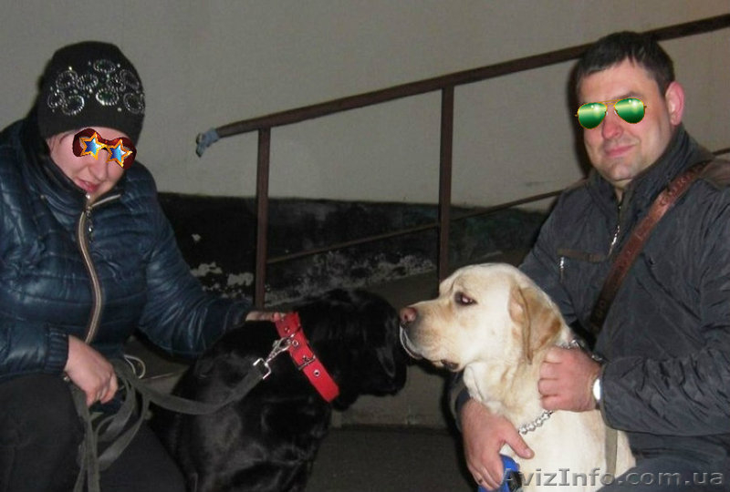 Изумительные Лабрадетки от прекрасной пары! Палевые, Золотые и Чёрные! - <ro>Изображение</ro><ru>Изображение</ru> #6, <ru>Объявление</ru> #1447967