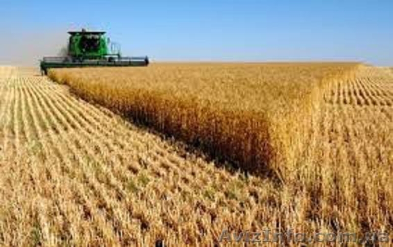 Закупаем зерновые на выгодных условиях - <ro>Изображение</ro><ru>Изображение</ru> #5, <ru>Объявление</ru> #1466077