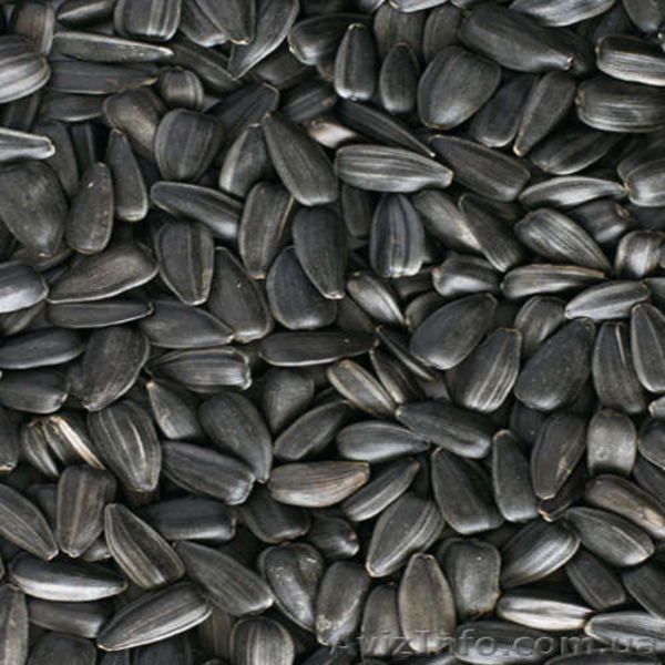 Закупаем зерновые на выгодных условиях - <ro>Изображение</ro><ru>Изображение</ru> #3, <ru>Объявление</ru> #1466077