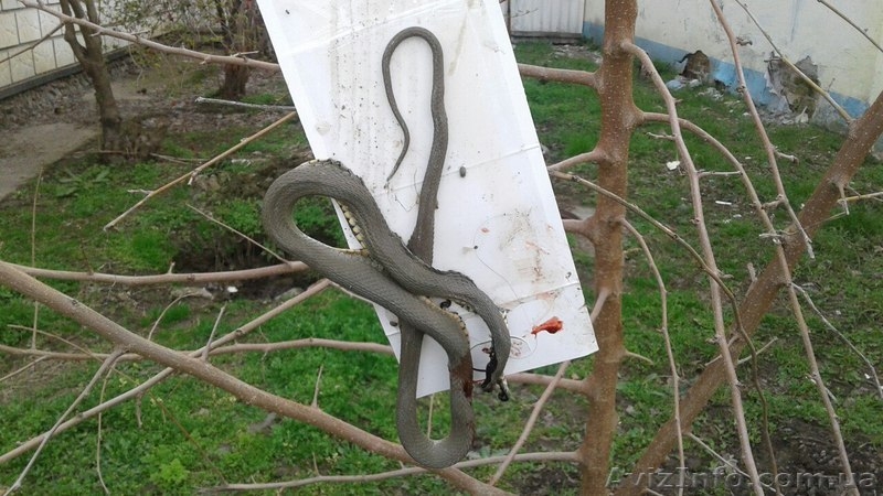 Уничтожение                                                                      - <ro>Изображение</ro><ru>Изображение</ru> #3, <ru>Объявление</ru> #1470528