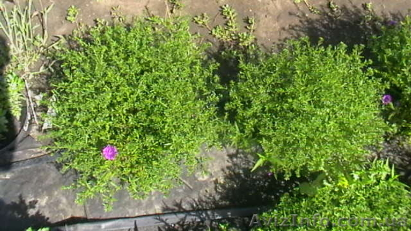 Хризантемы астра новобельгийская (морозец) махровая. - <ro>Изображение</ro><ru>Изображение</ru> #4, <ru>Объявление</ru> #1481806