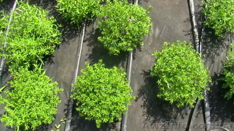 Хризантемы астра новобельгийская (морозец) махровая. - <ro>Изображение</ro><ru>Изображение</ru> #5, <ru>Объявление</ru> #1481806