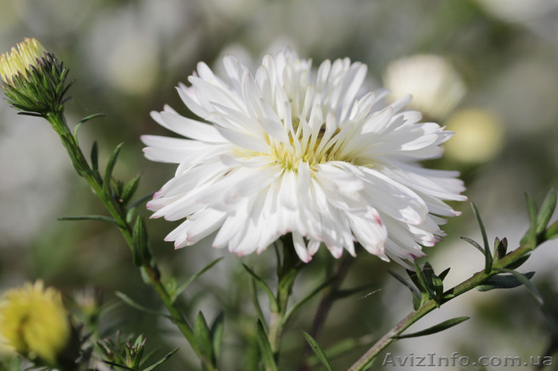 Хризантемы астра новобельгийская (морозец) махровая. - <ro>Изображение</ro><ru>Изображение</ru> #3, <ru>Объявление</ru> #1481806