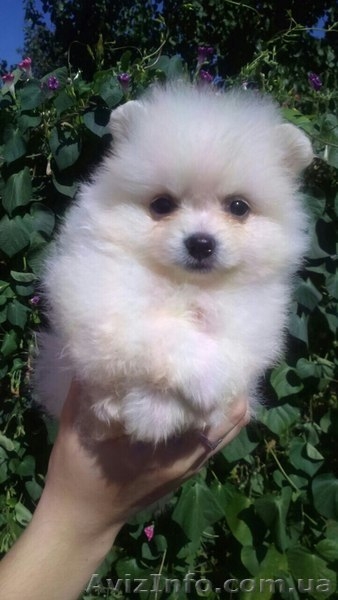 Детки Померанчики - <ro>Изображение</ro><ru>Изображение</ru> #3, <ru>Объявление</ru> #1496046