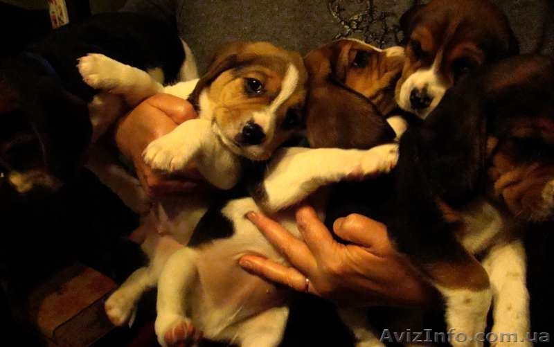 щенки бигля Днепропетровск - <ro>Изображение</ro><ru>Изображение</ru> #3, <ru>Объявление</ru> #1497749
