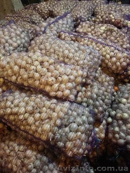 Продам лук репчатый жёлтый Боско и Стерлинг белый оптом и в розницу - <ro>Изображение</ro><ru>Изображение</ru> #3, <ru>Объявление</ru> #1499431