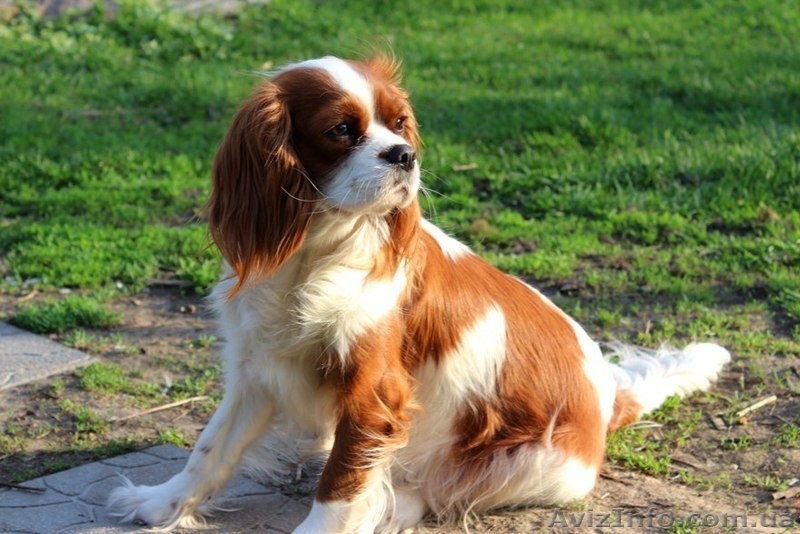 Очаровательный мальчик кавалер кинг чарльз спаниель ищет семью! - <ro>Изображение</ro><ru>Изображение</ru> #8, <ru>Объявление</ru> #1501505