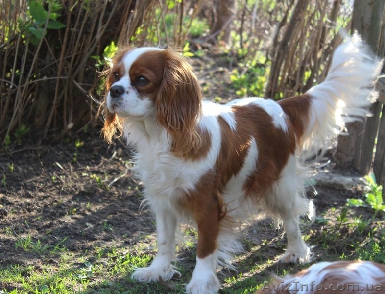 Очаровательный мальчик кавалер кинг чарльз спаниель ищет семью! - <ro>Изображение</ro><ru>Изображение</ru> #9, <ru>Объявление</ru> #1501505