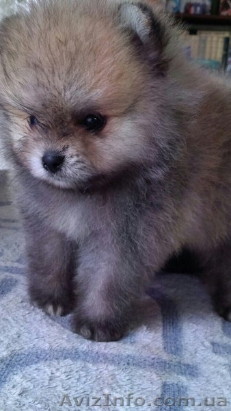 Детки Померанчики - <ro>Изображение</ro><ru>Изображение</ru> #4, <ru>Объявление</ru> #1496046