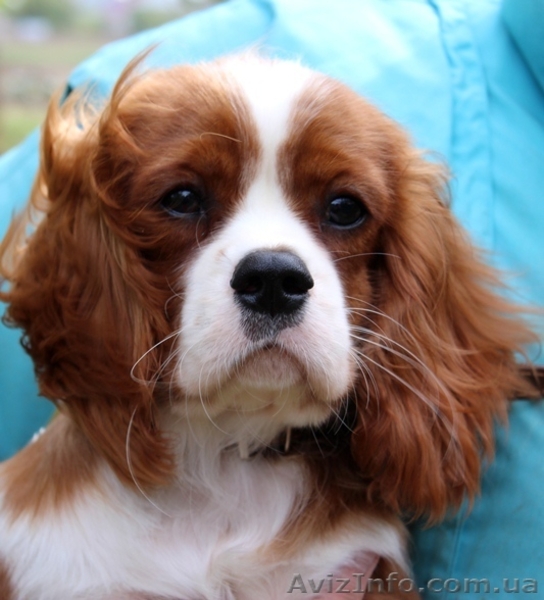 Очаровательный мальчик кавалер кинг чарльз спаниель ищет семью! - <ro>Изображение</ro><ru>Изображение</ru> #3, <ru>Объявление</ru> #1501505