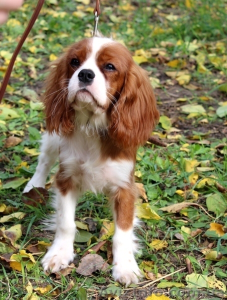Очаровательный мальчик кавалер кинг чарльз спаниель ищет семью! - <ro>Изображение</ro><ru>Изображение</ru> #5, <ru>Объявление</ru> #1501505