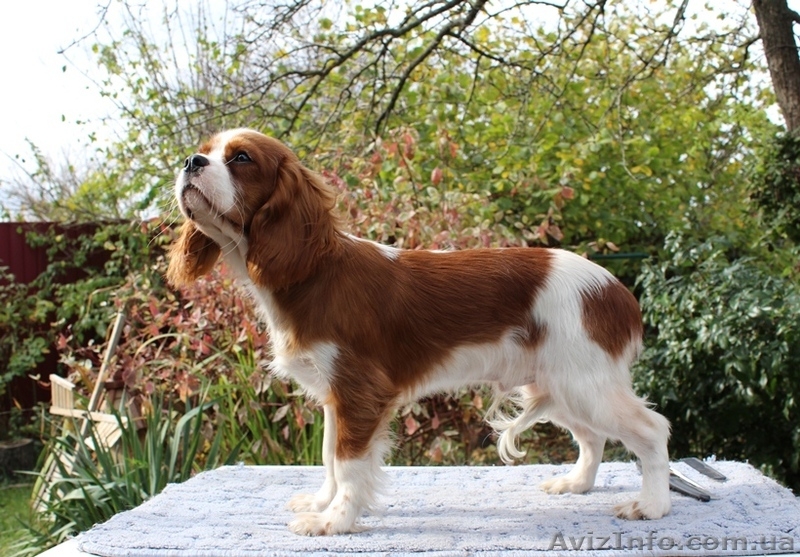 Очаровательный мальчик кавалер кинг чарльз спаниель ищет семью! - <ro>Изображение</ro><ru>Изображение</ru> #4, <ru>Объявление</ru> #1501505