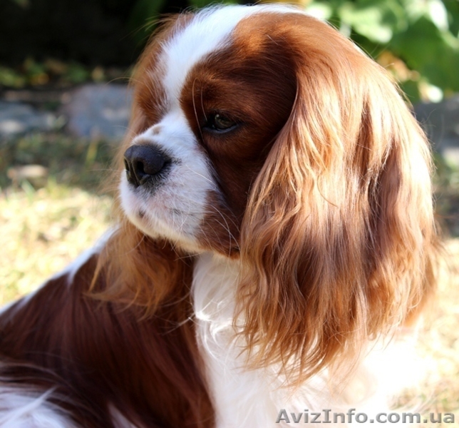 Очаровательный мальчик кавалер кинг чарльз спаниель ищет семью! - <ro>Изображение</ro><ru>Изображение</ru> #6, <ru>Объявление</ru> #1501505