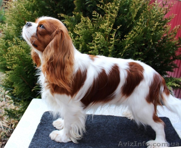 Очаровательный мальчик кавалер кинг чарльз спаниель ищет семью! - <ro>Изображение</ro><ru>Изображение</ru> #7, <ru>Объявление</ru> #1501505