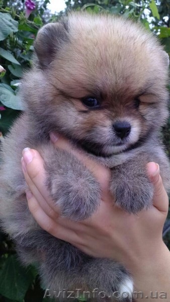 Детки Померанчики - <ro>Изображение</ro><ru>Изображение</ru> #5, <ru>Объявление</ru> #1496046