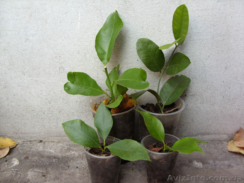 Мандарин, апельсин плодоносящий, комнатный саженцы Кировоград. - <ro>Изображение</ro><ru>Изображение</ru> #9, <ru>Объявление</ru> #980050