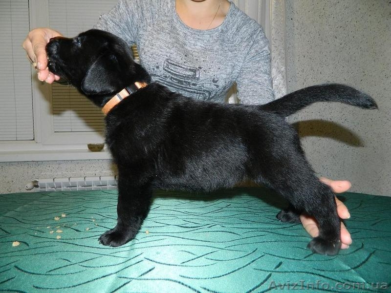 Продажа щенков лабрадора-ретривера - <ro>Изображение</ro><ru>Изображение</ru> #3, <ru>Объявление</ru> #1517442