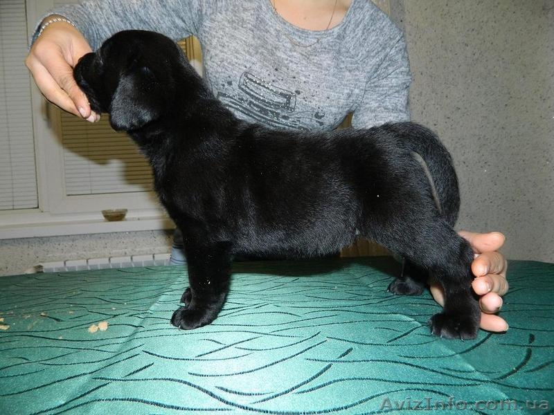 Продажа щенков лабрадора-ретривера - <ro>Изображение</ro><ru>Изображение</ru> #4, <ru>Объявление</ru> #1517442