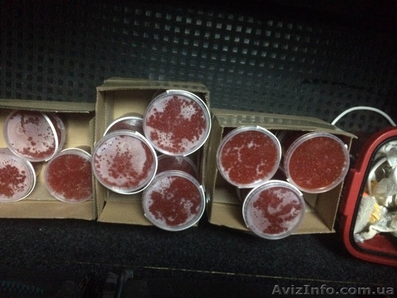 Красная икра формируем дилерскую сеть - <ro>Изображение</ro><ru>Изображение</ru> #4, <ru>Объявление</ru> #1521534