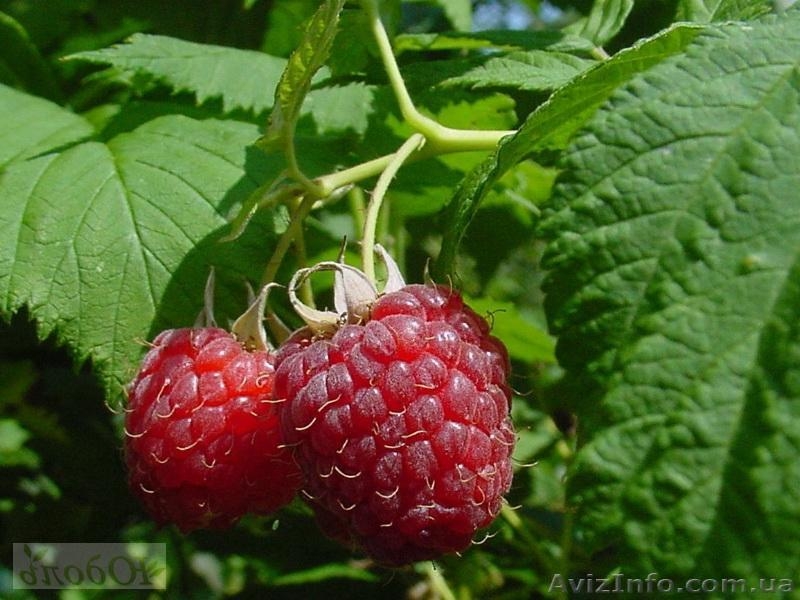 Продаем саженцы малины - <ro>Изображение</ro><ru>Изображение</ru> #3, <ru>Объявление</ru> #1537951