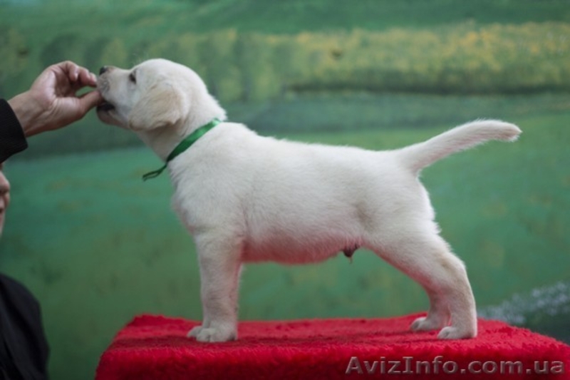 Щенки палевого лабрадора. - <ro>Изображение</ro><ru>Изображение</ru> #3, <ru>Объявление</ru> #1571114