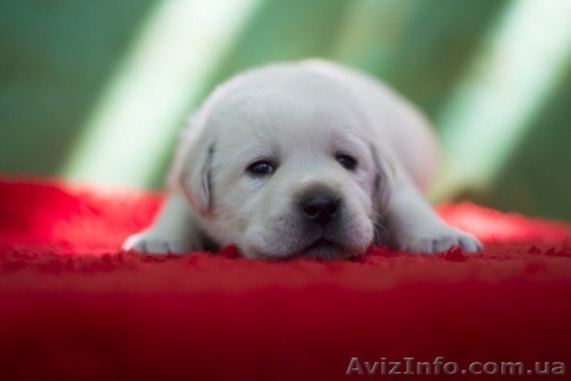 Щенки палевого лабрадора. - <ro>Изображение</ro><ru>Изображение</ru> #4, <ru>Объявление</ru> #1571114