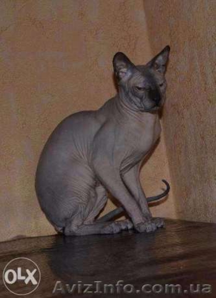 Питомник предлагает  котят донского сфинкса WCF. - <ro>Изображение</ro><ru>Изображение</ru> #5, <ru>Объявление</ru> #1570608