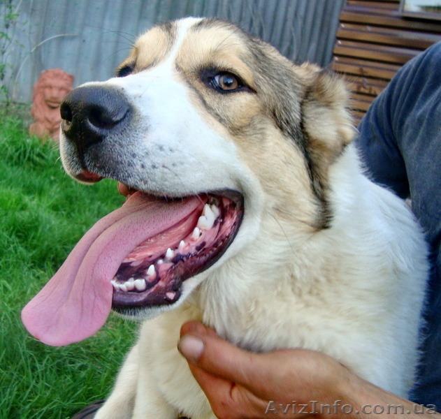 Подрощенная сука САО (алабая) клеймо, прививки, документы КСУ. - <ro>Изображение</ro><ru>Изображение</ru> #4, <ru>Объявление</ru> #1571241