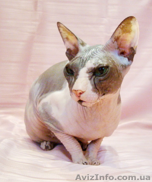 Питомник предлагает  котят донского сфинкса WCF. - <ro>Изображение</ro><ru>Изображение</ru> #4, <ru>Объявление</ru> #1570608