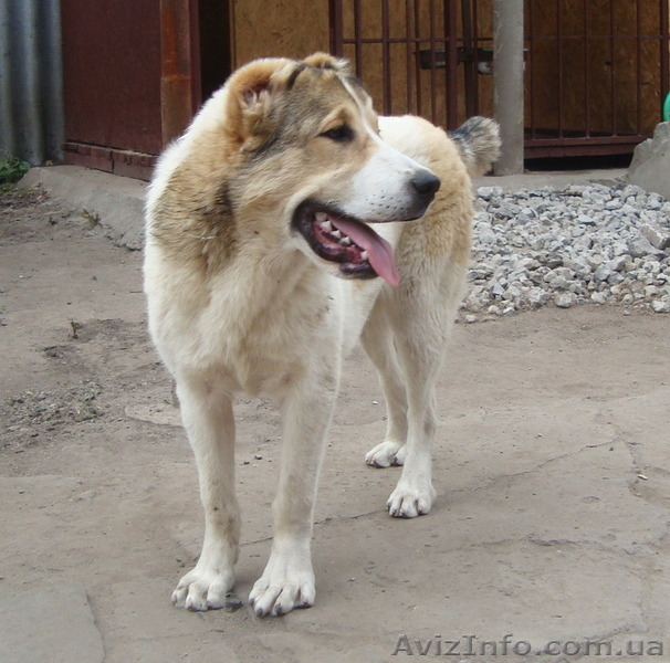 Подрощенная сука САО (алабая) клеймо, прививки, документы КСУ. - <ro>Изображение</ro><ru>Изображение</ru> #5, <ru>Объявление</ru> #1571241
