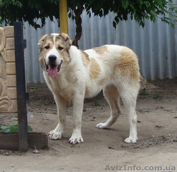 Подрощенная сука САО (алабая) клеймо, прививки, документы КСУ. - <ro>Изображение</ro><ru>Изображение</ru> #7, <ru>Объявление</ru> #1571241