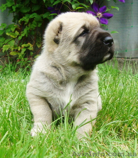 Крупный породный щенок САО (алабай). - <ro>Изображение</ro><ru>Изображение</ru> #3, <ru>Объявление</ru> #1570609