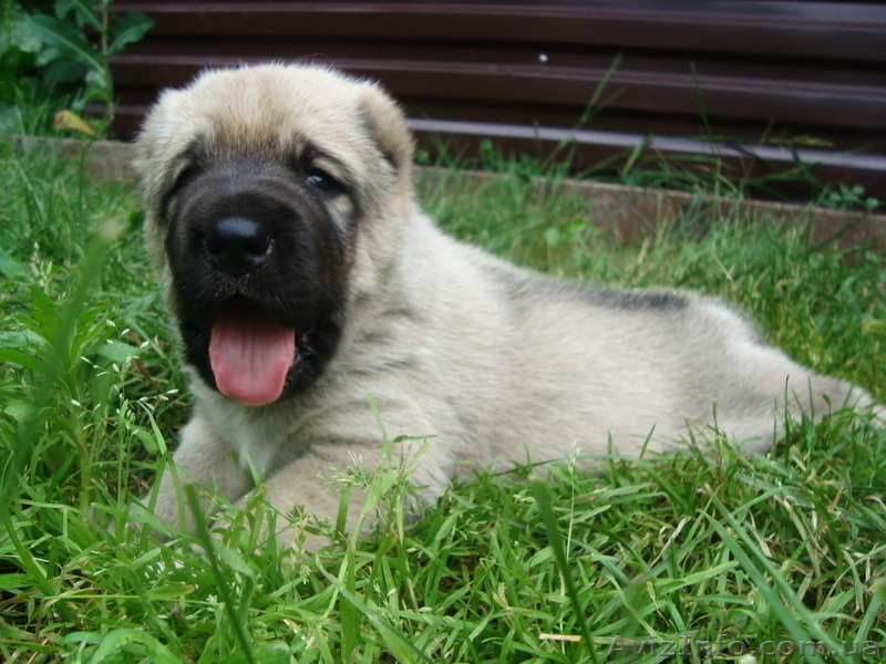 Крупный породный щенок САО (алабай). - <ro>Изображение</ro><ru>Изображение</ru> #4, <ru>Объявление</ru> #1570609