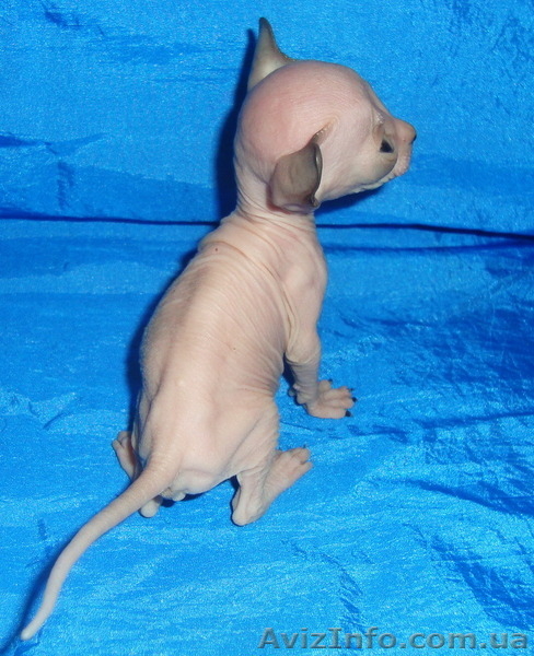 Питомник предлагает  котят донского сфинкса WCF. - <ro>Изображение</ro><ru>Изображение</ru> #3, <ru>Объявление</ru> #1570608